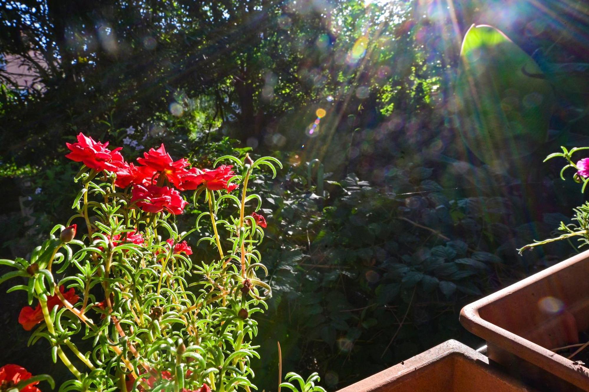 Appartement Bohemian Rhapsody à Rovinj Extérieur photo
